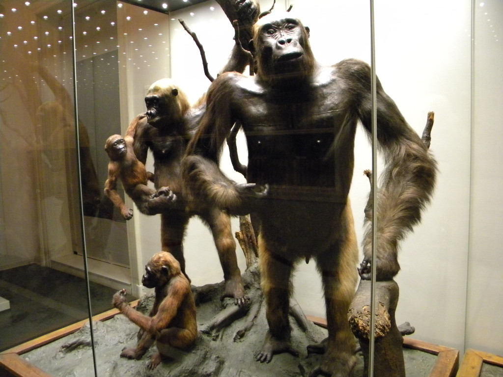 bucuresti_romania_muzeul_national_de_istorie_naturala_grigore_antipa_b-ii-m-a-18983_rudele_noastre-1024x768