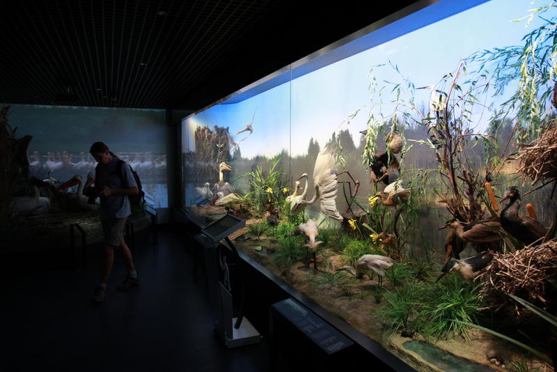 muzeul-antipa-diorama-delta-dunarii