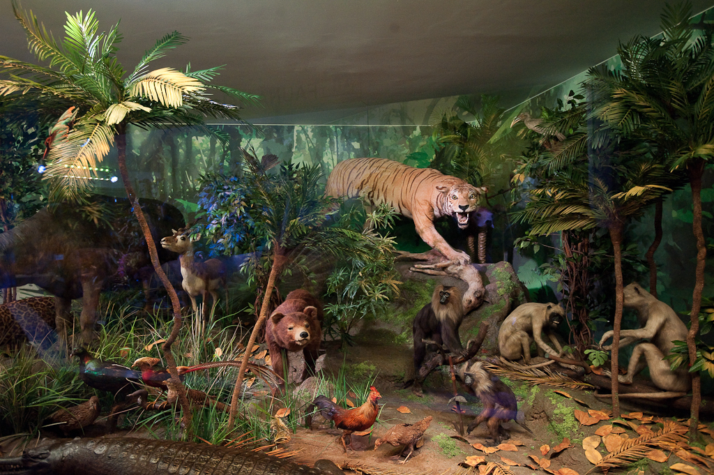 muzeul-antipa-se-redeschide-3