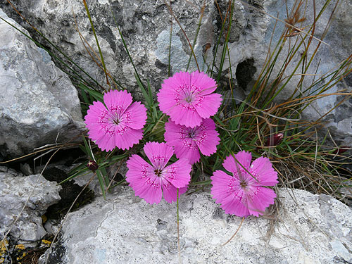 Flori Celebre Din Munții Romaniei